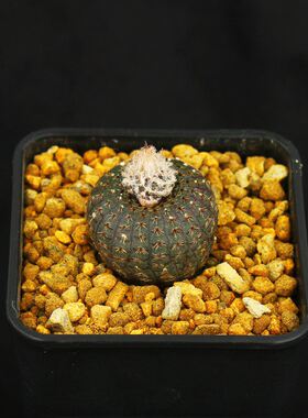 士童仙人球士童属貂貂小型种子