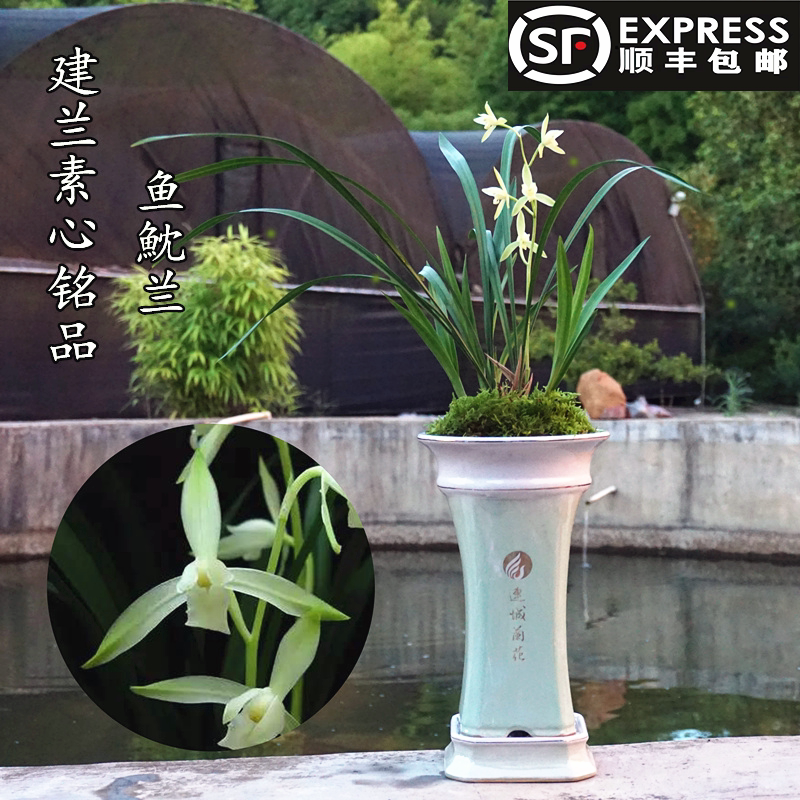 兰花建兰三明鱼魫枕素兰花卉鱼枕素鱼枕大贡盆栽客厅带花苞办公室