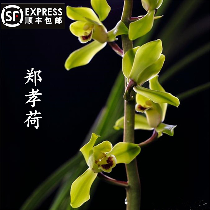 老种郑孝荷宸晟兰花苗蕙兰阳台办公桌绿植盆栽花卉四季兰