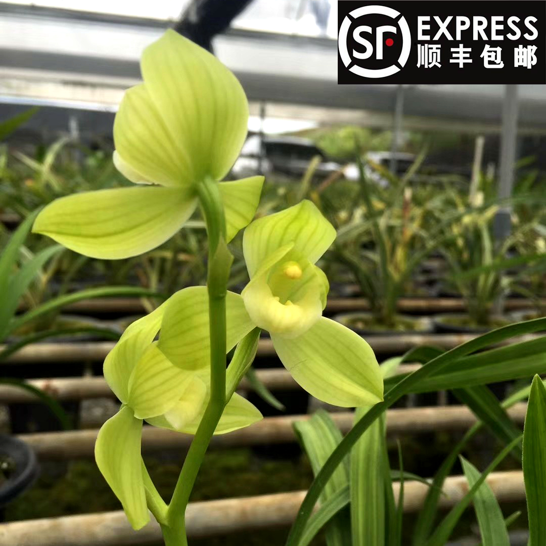 春剑素荷名品兰花苗高档名贵花卉植物绿植盆栽包邮正品浓香型精品