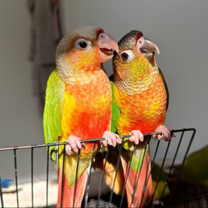 小太阳鹦鹉亲人手养好训练