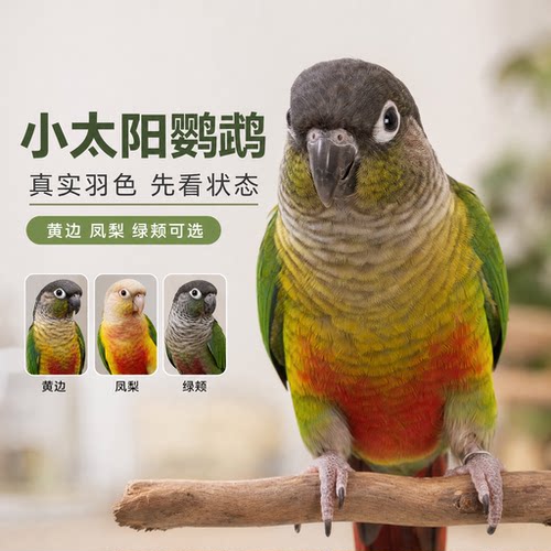 小鹦往前冲小太阳鹦鹉家庭陪伴鸟