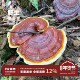 阿四出品 限量发售别嫌丑 250g 福建深山老林产 野生赤灵芝干货