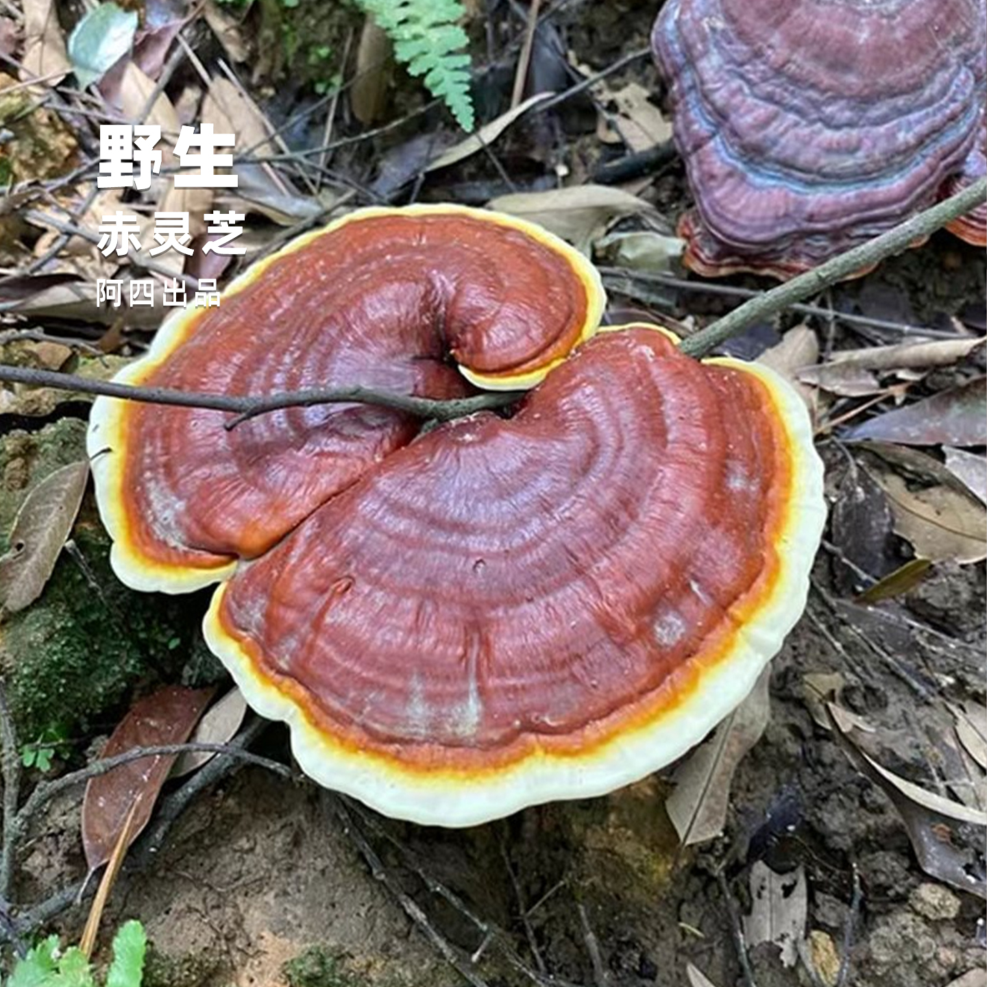 阿四出品 | 福建深山老林产 野生赤灵芝干货 250g 限量发售别嫌丑