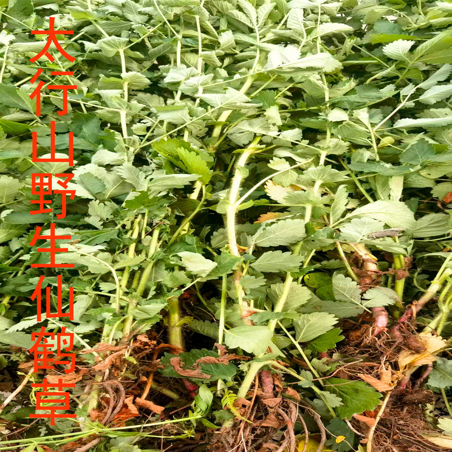 太行山野生新鲜仙鹤草脱力草下单后上山采挖新鲜发货干的是整棵发图片