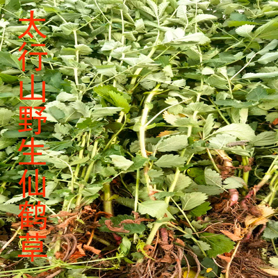 太行山野生新鲜仙鹤草脱力草下单后上山采挖新鲜发货干的是整棵发