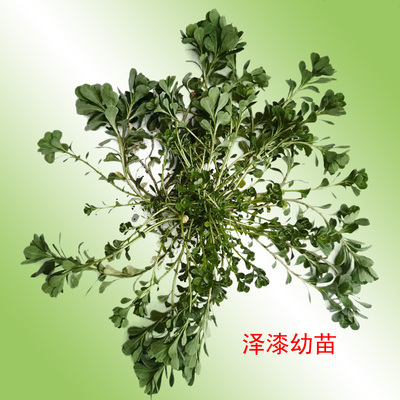 新鲜泽漆太行山生长现挖现发