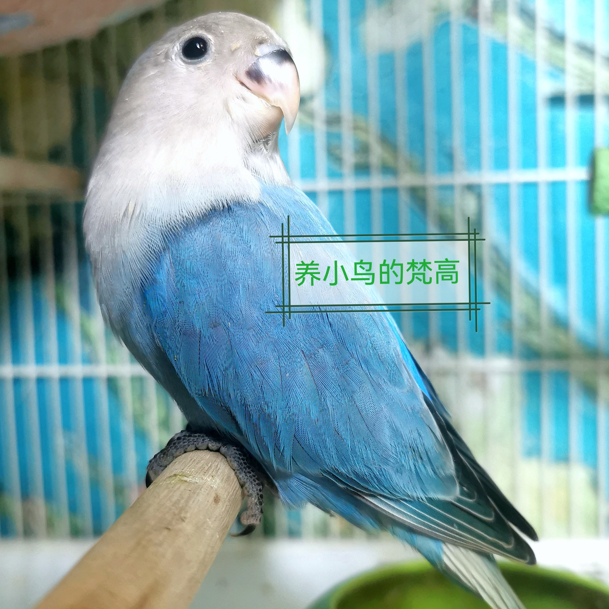 养小鸟的梵高 家庭精养亲人 蓝闪 牡丹鹦鹉 半毛齐毛 小鸟