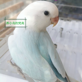 重色松石伊莎 养小鸟 梵高 家庭精养亲人 半毛齐毛 牡丹鹦鹉
