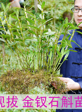 现拔现发 包教种植 赤水金钗石斛苗铁皮石斛盆栽可食用大丛石斛兰