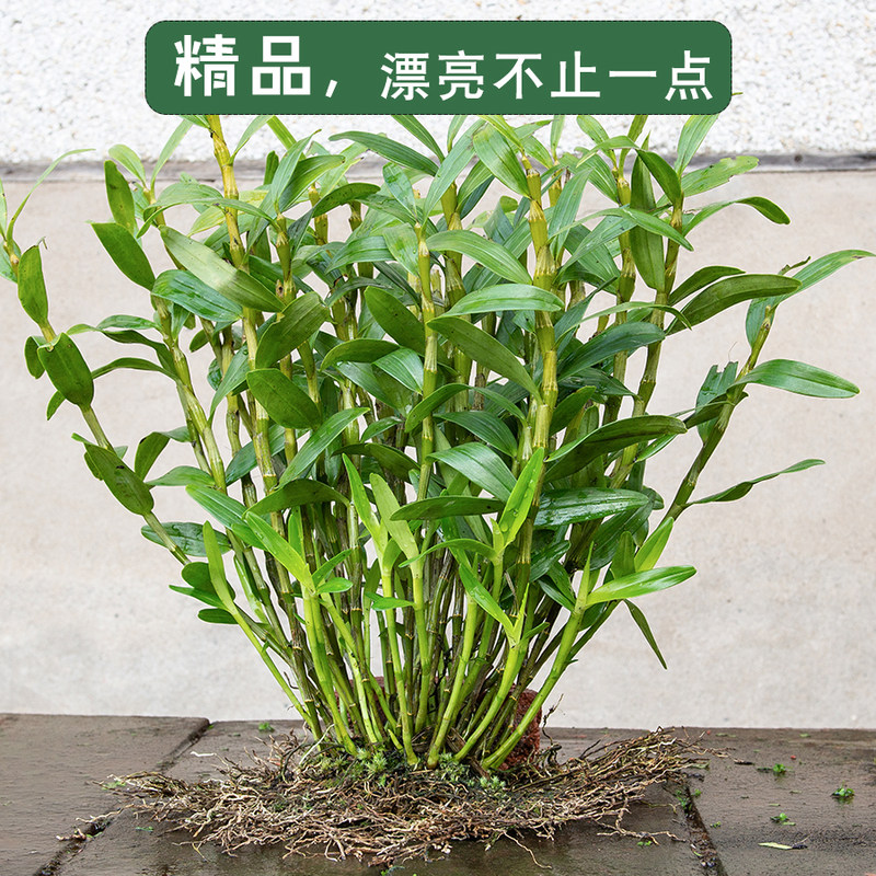 石斛兰带花素材模板 石斛兰带花图片下载 小麦优选