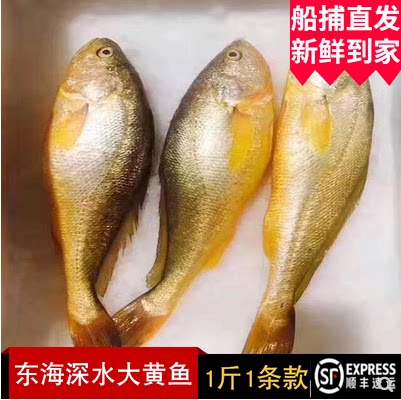 东海野生深水大黄鱼舟山新鲜黄花鱼梅子鱼深海捕鲜活非冷冻1斤/条