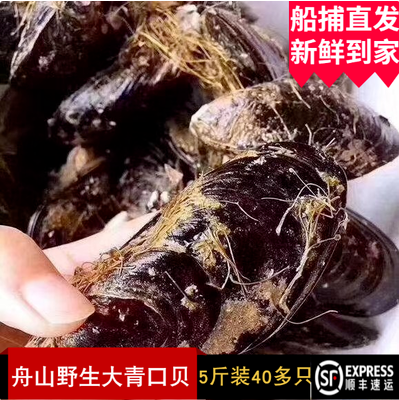 舟山东海野生淡菜青口贝新鲜海虹鲜活水产特大号级贻贝烧烤 5斤装