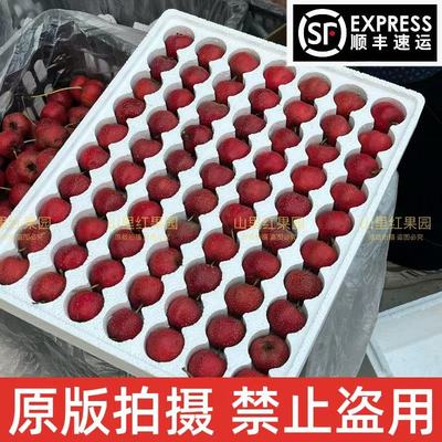 老式酸口未改良大金星山楂