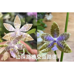 旭日生物 趣味蝴蝶兰 蓝路德兄弟交（2.5纯苗）