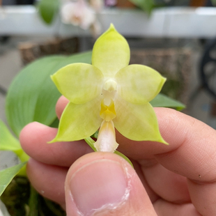 216绿花彩唇烂根不售后随单发