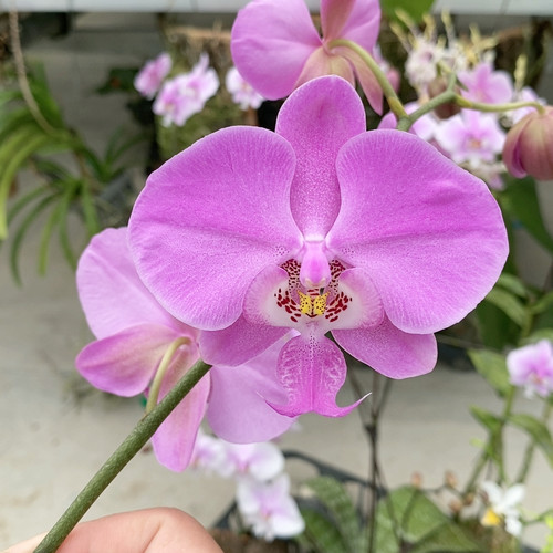 351特殊色/兰花