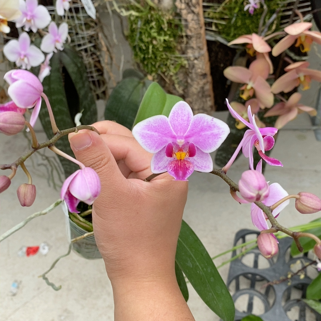 432玫瑰香,鲜花速递/花卉仿真/绿植园艺,国兰/杂交兰/洋兰类,淘宝优惠券,粉丝福利购,淘宝优惠卷