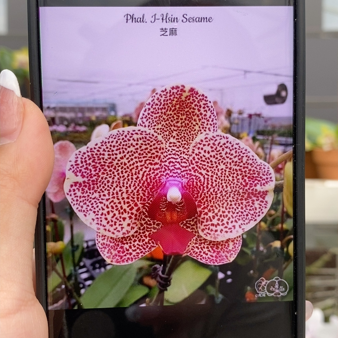 芝麻/2.5寸抽梗,鲜花速递/花卉仿真/绿植园艺,国兰/杂交兰/洋兰类,淘宝优惠券,粉丝福利购,淘宝优惠卷