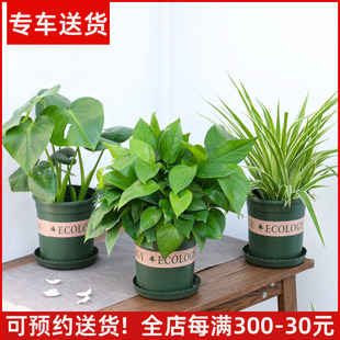 除甲醛绿植净化空气植物系列 绿萝龟背竹吊兰常春藤盆栽 全国