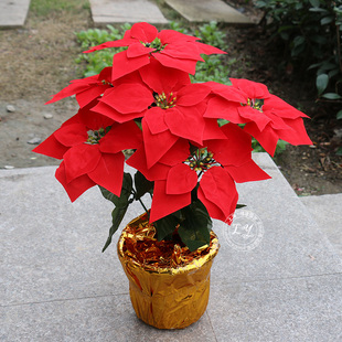 仿真花卉绢花假花 圣诞花一品红 圣诞红一片红庆典装 饰盆栽工程花