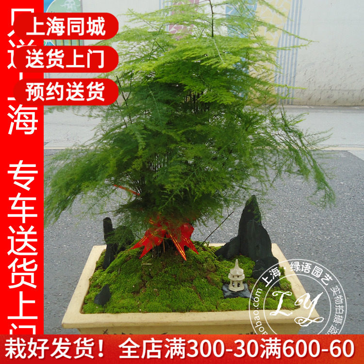 【实物拍摄】文竹盆栽又名云竹 多年生常绿草本植物 限送上海
