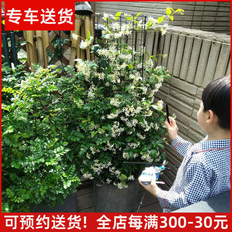 【可拍照选货】风车茉莉盆栽 大型藤本爬藤植物 阳台庭院绿植耐寒
