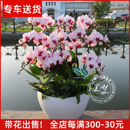 蝴蝶兰盆栽年宵花卉开业乔迁上海