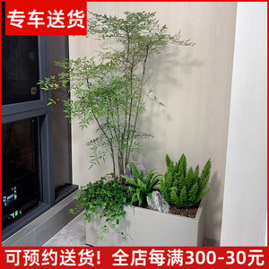 【真花】植物组合景观大型盆栽