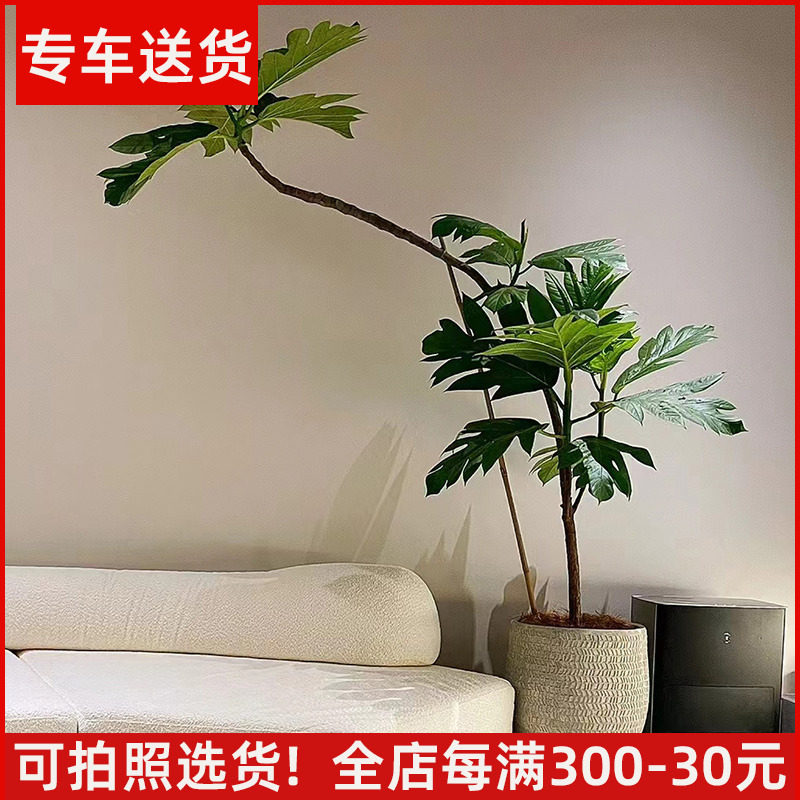 【可拍照选货】面包树盆栽 室内大型绿植 客厅网红植物落地家居