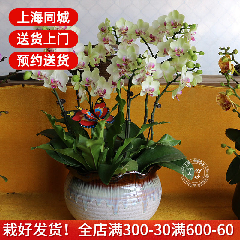 蝴蝶兰花卉【品种:绿熊】 开业乔迁送礼植物佳品 上海送货上门