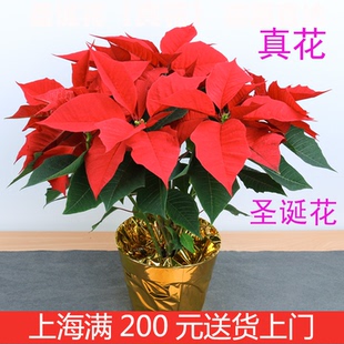 又称一品红圣诞红适合圣诞节日 圣诞花盆栽植物 上海苏州送货上门