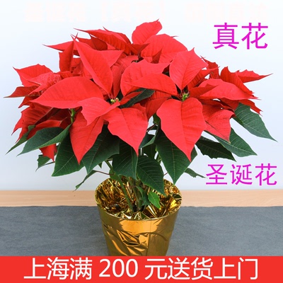 【上海专车送】圣诞花盆栽一品红