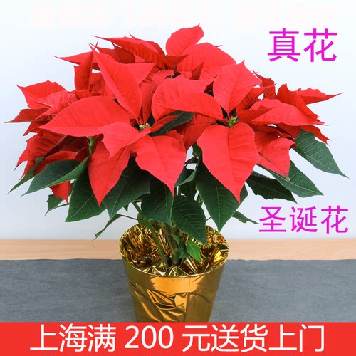 【上海专车送】圣诞花盆栽一品红