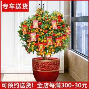 【可食用】金桔树盆栽金橘树带果出售 年宵花卉庭院送礼绿植