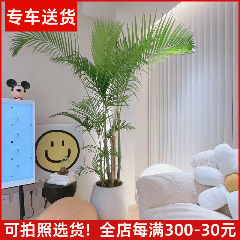 【可拍照选货】老桩散尾葵盆栽大型绿植室内客厅植物椰子树凤尾竹