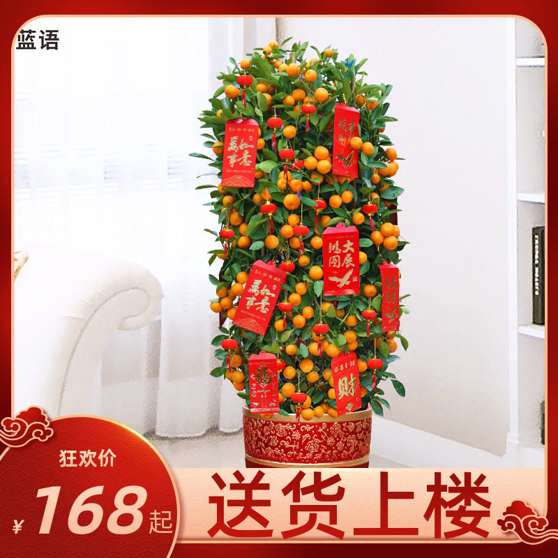 金桔树金橘树 室内观果植物盆栽 春节年宵花卉年桔带果送货上门,鲜花速递/花卉仿真/绿植园艺,大型绿植/成品组合盆栽,淘宝优惠券,粉丝福利购,淘宝优惠卷