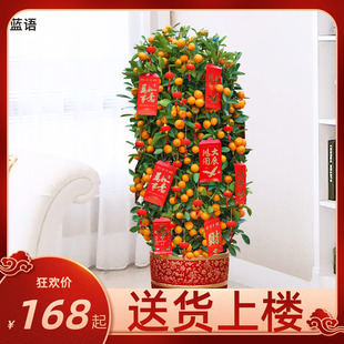 金桔树金橘树 室内观果植物盆栽 春节年宵花卉年桔带果送货上门