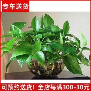 水培植物绿萝 办公室内茶几卧室绿色盆栽花卉 室内桌面水养绿箩