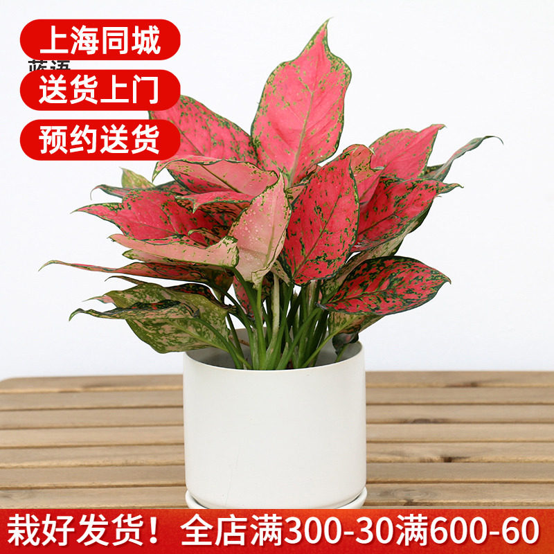 如意皇后花盆栽 彩色粗肋草万年青类绿植花卉 非常好养的室内植物