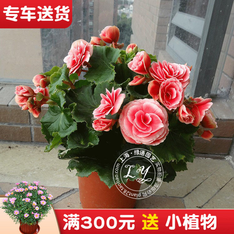 海棠花盆栽 室内阳台客厅办公室观赏绿植花卉观花植物 送货上门,鲜花速递/花卉仿真/绿植园艺,时令草本花卉,淘宝优惠券,粉丝福利购,淘宝优惠卷