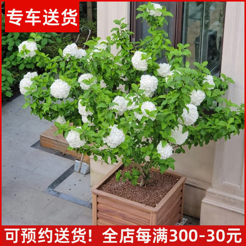 【送货上门】精品中华木绣球盆栽