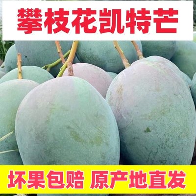 现货攀枝花凯特芒果9斤