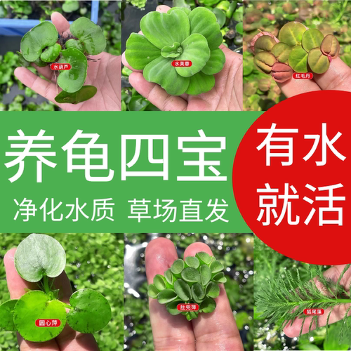 浮萍水草乌龟缸造景净水易养