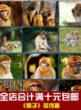 猴子海报动物猕猴金丝猴相框墙画贴画挂画儿童卧室书房学校装饰画