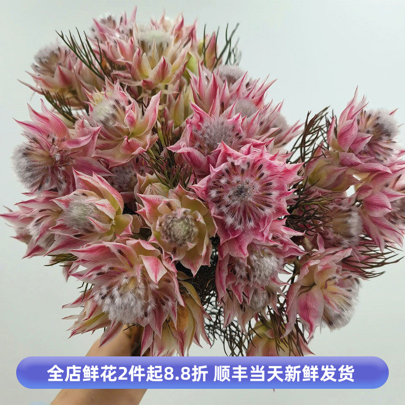 南非进口水晶小帝王新娘花婚礼