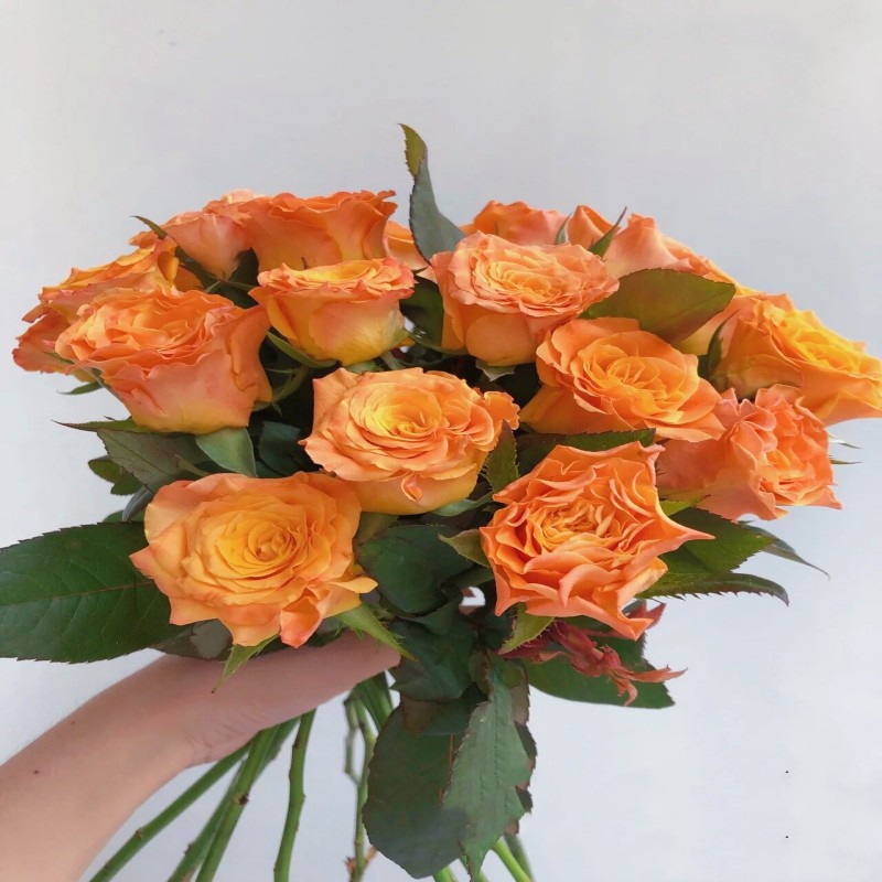 金色海岸玫瑰花橙色热烈大花鲜切月季水养送长辈生日礼物全国包邮