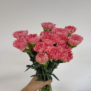 康乃馨鲜切花水养家用母亲节插花送妈妈生日礼物同城鲜花速递包邮