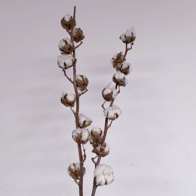 进口棉花原生态风干花木棉家居展厅装饰品可长期摆放永生花卉摆件