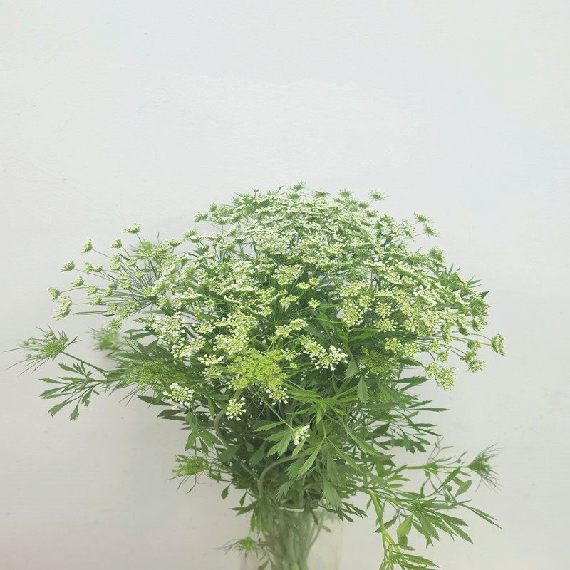蕾丝鲜切花雪珠花小清新花束配花婚礼手捧花水养家庭插花鲜花速递
